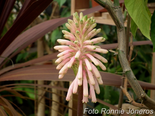 Veltheimia capensis